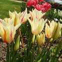 Tulipa fleur de lis 'Marilyn' PB 13
